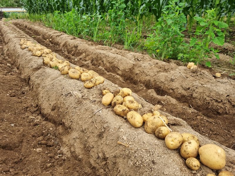 장터 상품 [햇감자 10키로] 썸네일