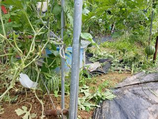 금동이네님의 자유주제 · 자유게시판 작성글 사진