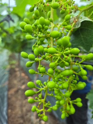 수달이님의 농사, 무엇이든 물어보세요! · 참여글 작성글 사진