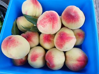 금동이네님의 자유주제 · 자유게시판 작성글 사진