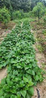 팜모닝 자유주제·자유게시판 게시글 이미지