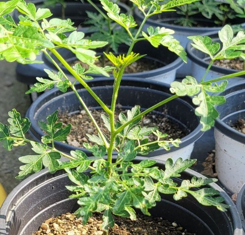 사랑꽃농장님의 장터 판매 상품 [(해충 기피식물)멀구슬 나무 ] 첨부 사진