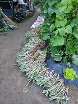 팜모닝 자유주제·자유게시판 게시글 이미지