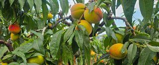 종합선물세트님의 농사, 무엇이든 물어보세요! · 참여글 작성글 사진