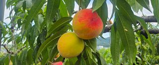 종합선물세트님의 농사, 무엇이든 물어보세요! · 참여글 작성글 사진