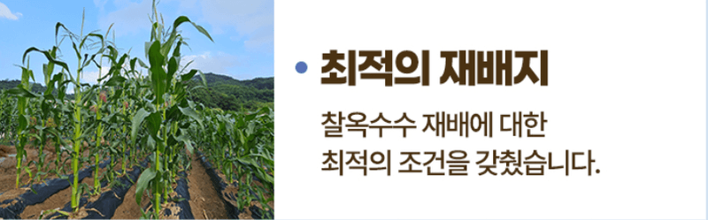 스피드번님의 장터 판매 상품 [(냉동) 강원도 미백옥수수] 첨부 사진