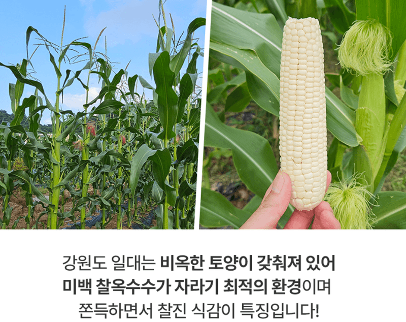 스피드번님의 장터 판매 상품 [(냉동) 강원도 미백옥수수] 첨부 사진