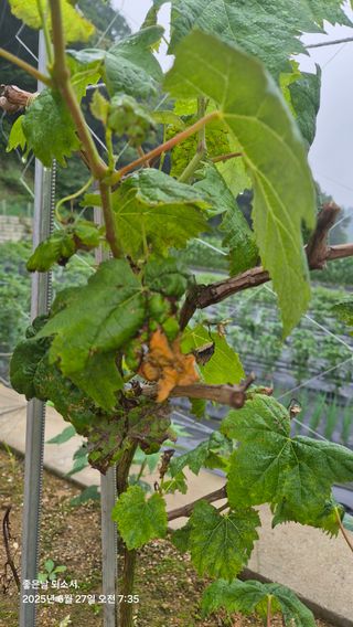 김진님의 자유주제 · 자유게시판 작성글 사진