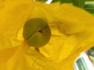 김안식~납작복숭아님의 자유주제 · 자유게시판 작성글 사진