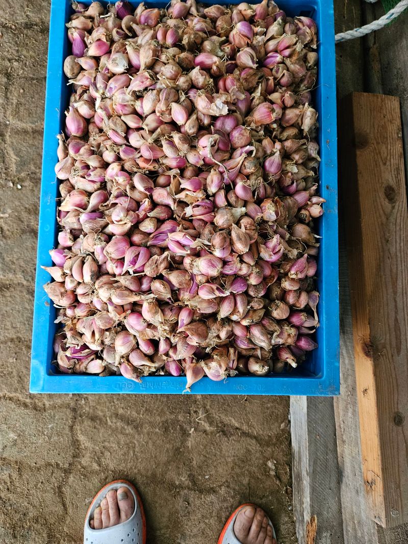 콩이53님의 장터 판매 상품 [판매완료] 첨부 사진