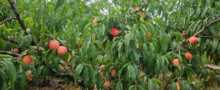 종합선물세트님의 농사, 무엇이든 물어보세요! · 참여글 작성글 사진