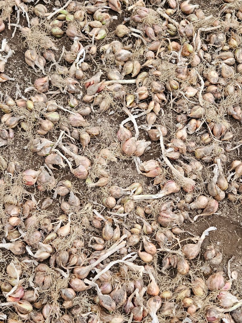 콩이53님의 장터 판매 상품 [판매완료] 첨부 사진