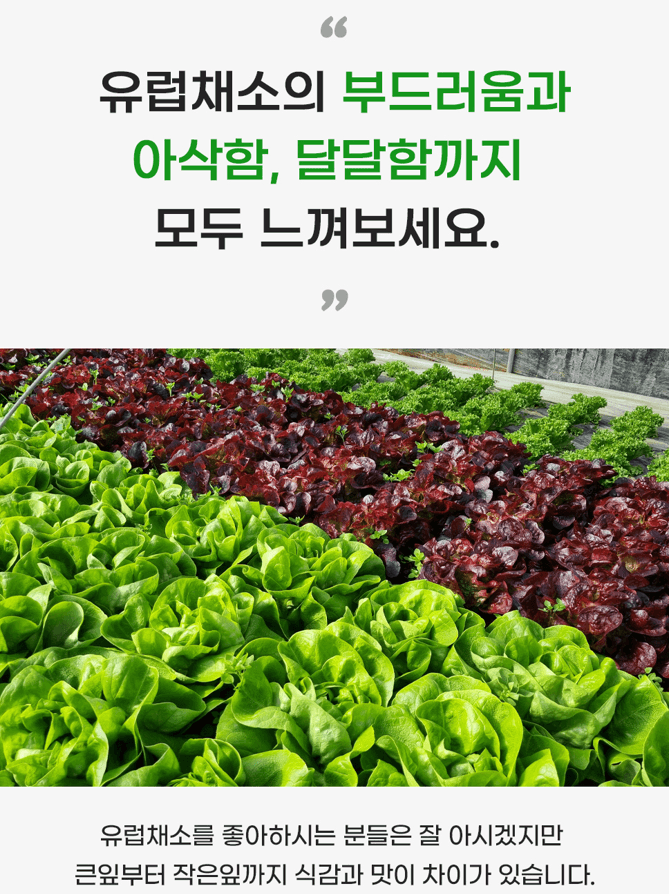 스피드번님의 장터 판매 상품 [[GAP] 유러피안 채소] 첨부 사진