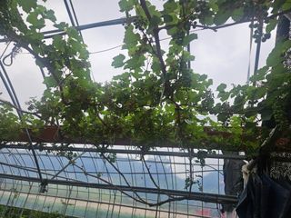 일심묘목농원님의 자유주제 · 자유게시판 작성글 사진