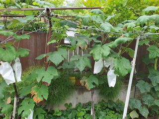 이용순님의 포도 · 병해충상담 작성글 사진