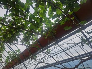 일심묘목농원님의 자유주제 · 자유게시판 작성글 사진