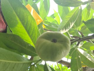 김안식~납작복숭아님의 자유주제 · 자유게시판 작성글 사진