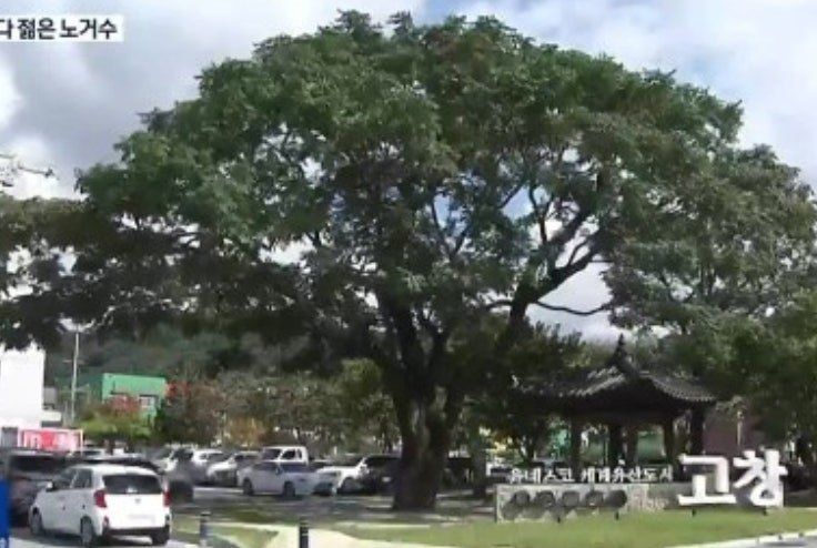 사랑꽃농장님의 장터 판매 상품 [(해충 기피식물)멀구슬 나무 ] 첨부 사진