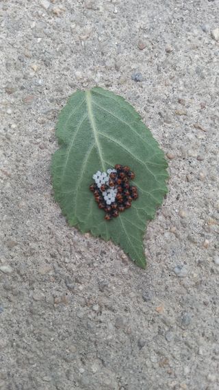 마에스타님의 자유주제 · 자유게시판 작성글 사진