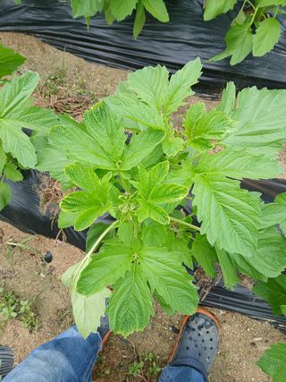 김응구님의 농사, 무엇이든 물어보세요! · 참여글 작성글 사진