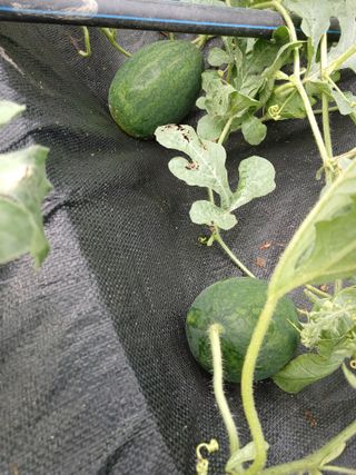 금동이네님의 자유주제 · 자유게시판 작성글 사진