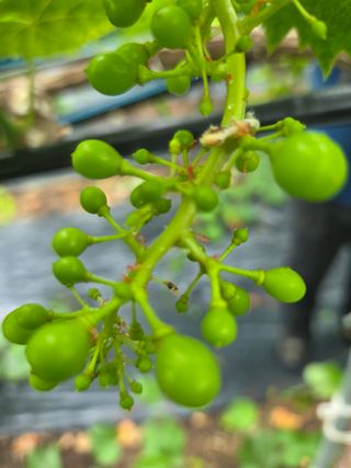 수달이님의 농사, 무엇이든 물어보세요! · 참여글 작성글 사진