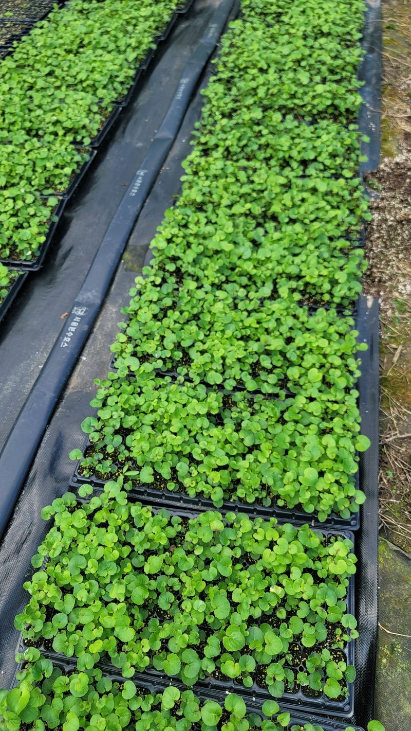 운봉골농원(배강조)님의 장터 판매 상품 [잔대 105구 트레이모종 한판] 첨부 사진