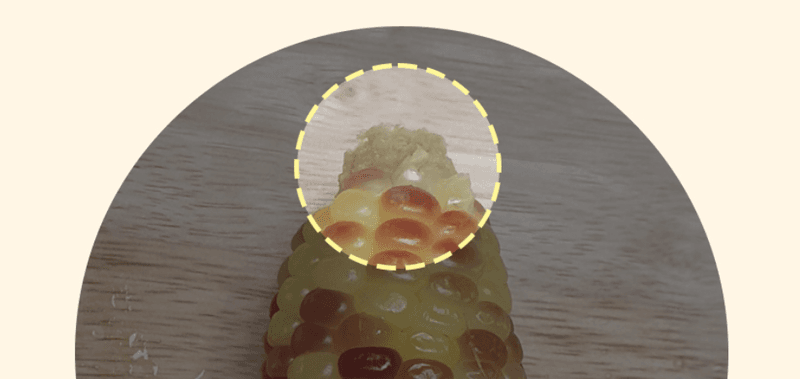 스피드번님의 장터 판매 상품 [홍찰옥수수] 첨부 사진