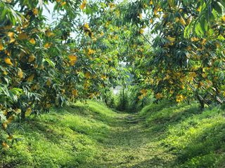 김안식~납작복숭아님의 자유주제 · 자유게시판 작성글 사진