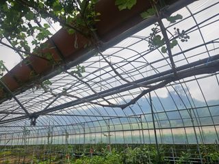 일심묘목농원님의 자유주제 · 자유게시판 작성글 사진