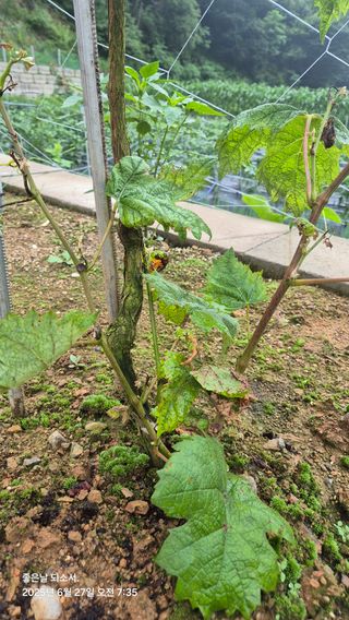 김진님의 자유주제 · 자유게시판 작성글 사진