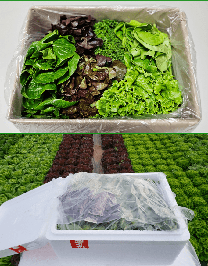 스피드번님의 장터 판매 상품 [[GAP] 유러피안 채소] 첨부 사진