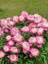 팜모닝 · 게시글 이미지