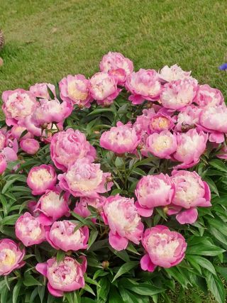 김금옥님의 작성글 사진