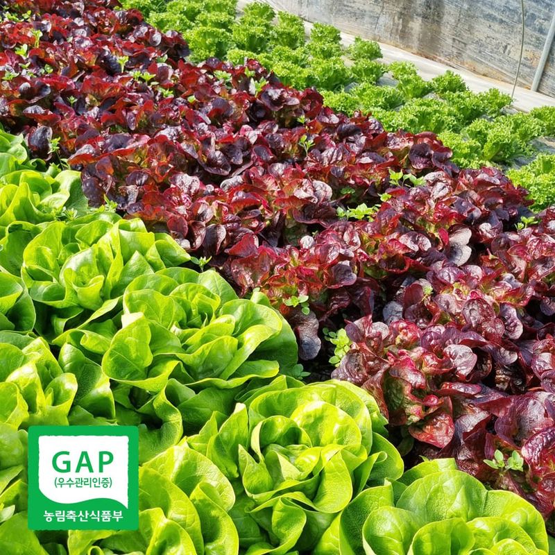 장터 상품 [[GAP] 유러피안 채소] 썸네일