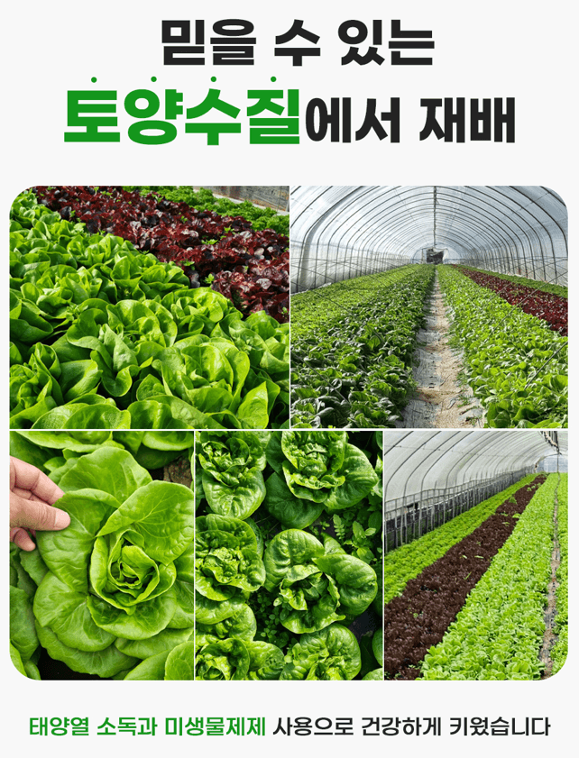 스피드번님의 장터 판매 상품 [[GAP] 유러피안 채소] 첨부 사진