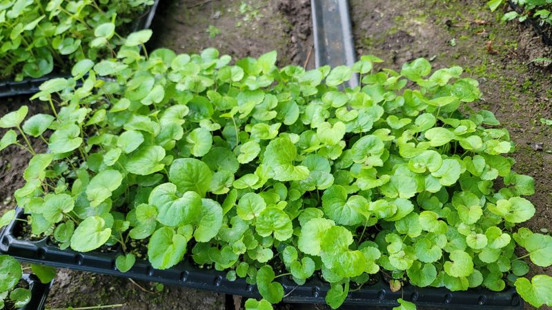 운봉골농원(배강조)님의 장터 판매 상품 [잔대 105구 트레이모종 한판] 첨부 사진