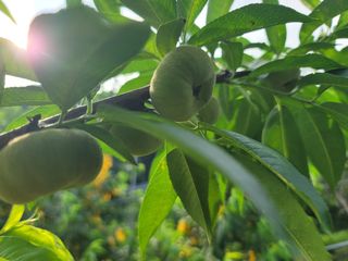 김안식~납작복숭아님의 자유주제 · 자유게시판 작성글 사진