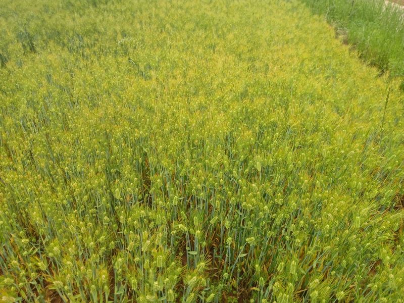 장터 상품 [국내산 찰보리쌀 5kg] 썸네일