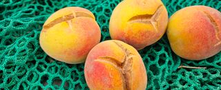 종합선물세트님의 농사, 무엇이든 물어보세요! · 참여글 작성글 사진