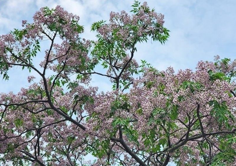 사랑꽃농장님의 장터 판매 상품 [(해충 기피식물)멀구슬 나무 ] 첨부 사진