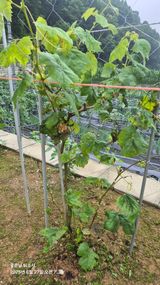 팜모닝 자유주제·자유게시판 게시글 이미지