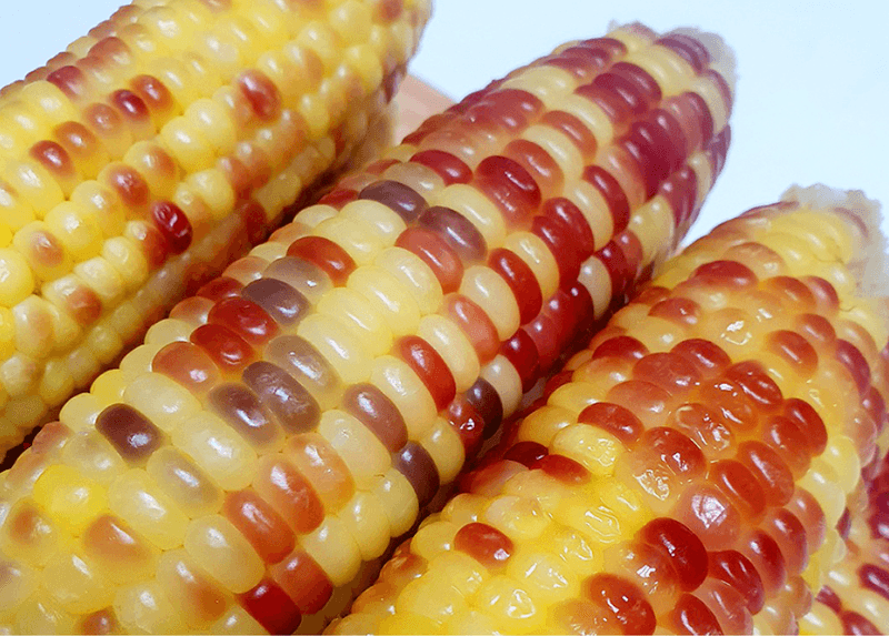 스피드번님의 장터 판매 상품 [홍찰옥수수] 첨부 사진