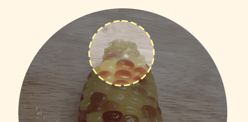 스피드번님의 장터 판매 상품 [백찰옥수수 (특품)] 첨부 사진