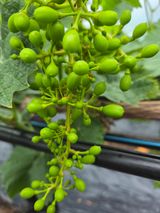 팜모닝 농사, 무엇이든 물어보세요!·참여글 게시글 이미지