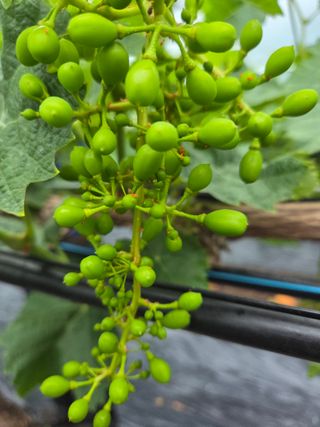 수달이님의 농사, 무엇이든 물어보세요! · 참여글 작성글 사진