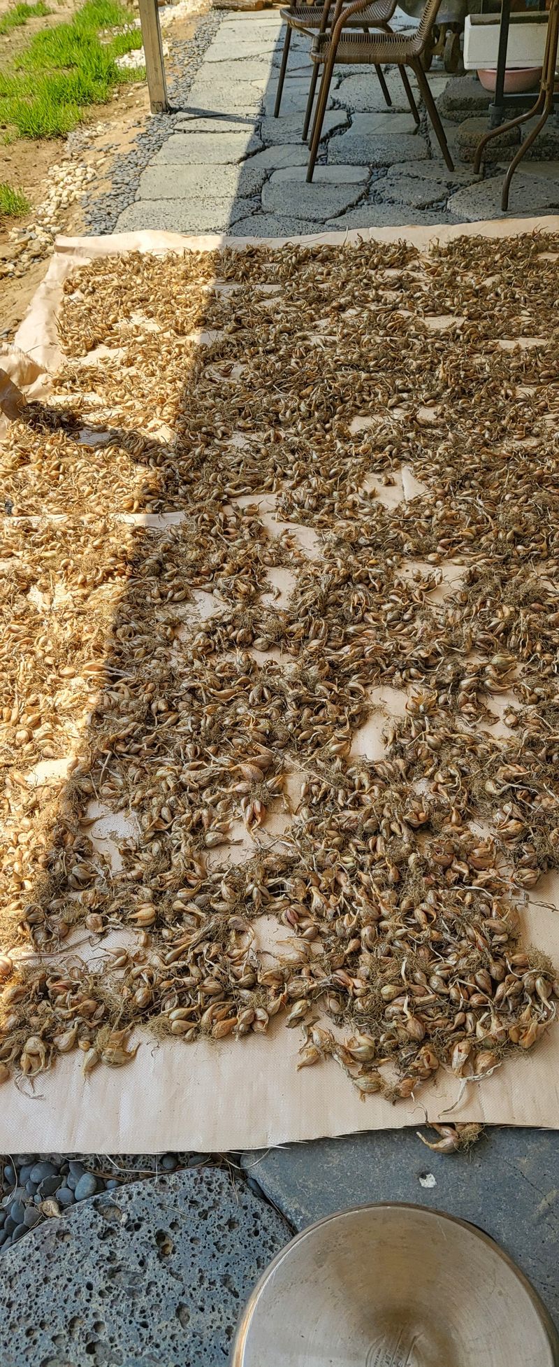 장터 상품 [쪽파씨앗] 썸네일