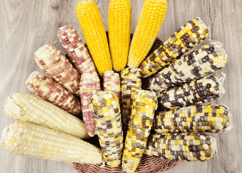 스피드번님의 장터 판매 상품 [찰옥수수 혼합 3종] 첨부 사진