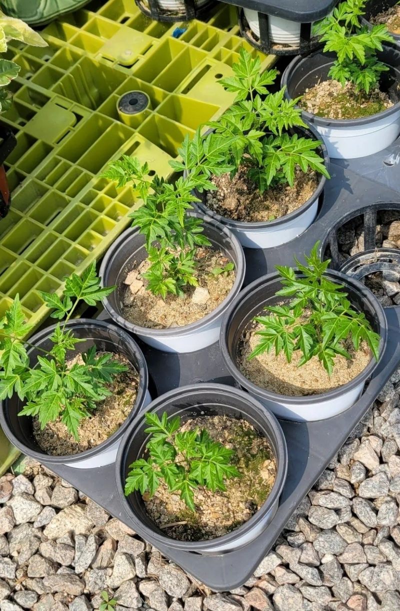 사랑꽃농장님의 장터 판매 상품 [(해충 기피식물)멀구슬 나무 ] 첨부 사진