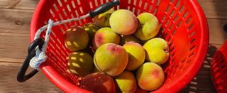 종합선물세트님의 농사, 무엇이든 물어보세요! · 참여글 작성글 사진